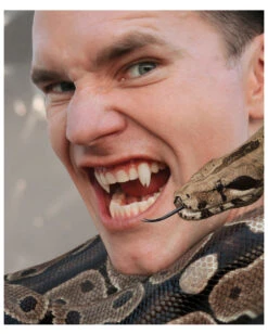 Scarecrow Viper Split Vampirzähne -Halloween Kostüm Geschäft scarecrow viper split vampirzaehne vampirzaehne vampirzaehne darculazaehne 23704 04